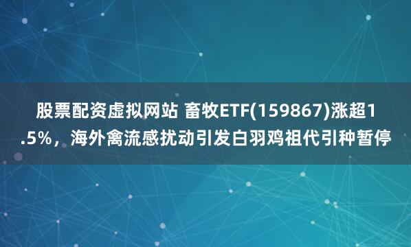 股票配资虚拟网站 畜牧ETF(159867)涨超1.5%，海外禽流感扰动引发白羽鸡祖代引种暂停